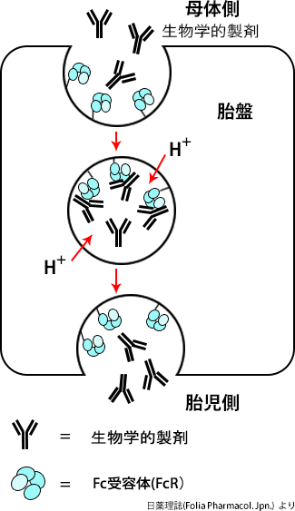 生物学的製剤の使用